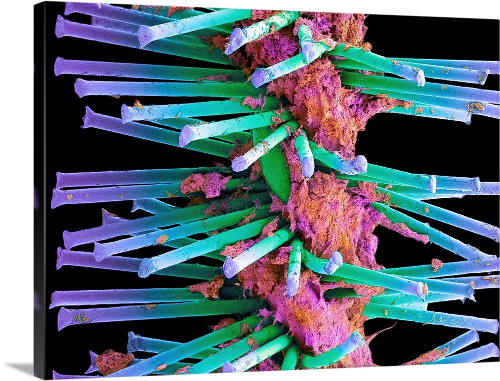 Used interdental brush. Coloured scanning electron micrograph (SEM) of a bristles from a used interdental brush. They are ...
