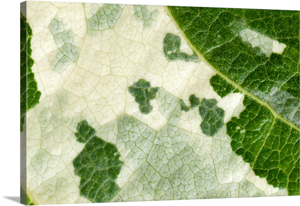A leaf of the hybrid poplar, Populus x candicans 'Aurora'. The picture is a close-up view of the green and pale yellow are...