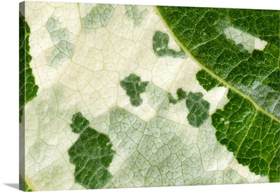 Variegated Leaf Of Poplar 'Aurora'