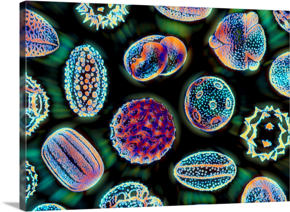 Pollen grains. Computer-enhanced image of a Scanning Electron Micrograph (SEM) of several different types of pollen grain....