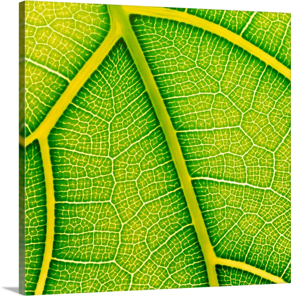 Fig leaf. Macrophotograph of the leaf surface and veins of the fiddle-back fig, Ficus lyrata. This fig obtains its name fr...