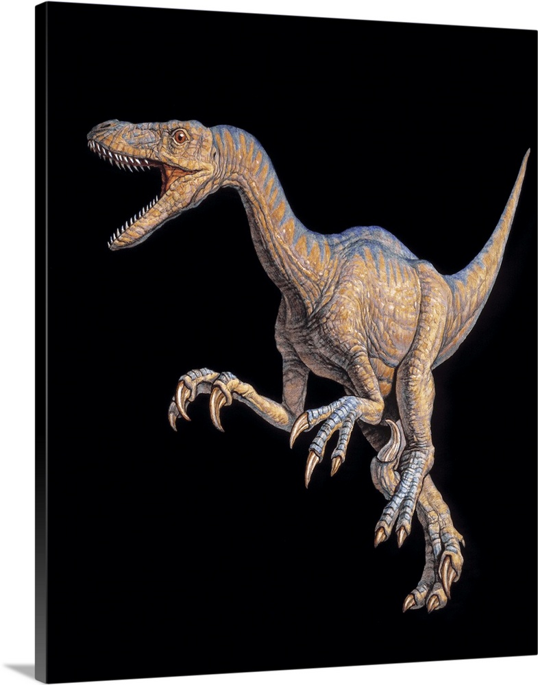 Velociraptor dinosaur. Artwork of a Velociraptor dinosaur. This small raptor reached just under 2 metres in length and sto...