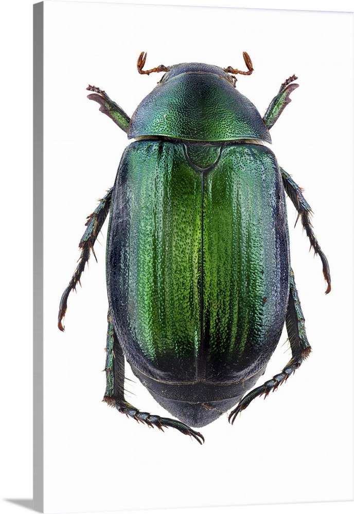 Vine chafer beetle. The vine chafer (Anomala vitis) is a European scarab beetle.