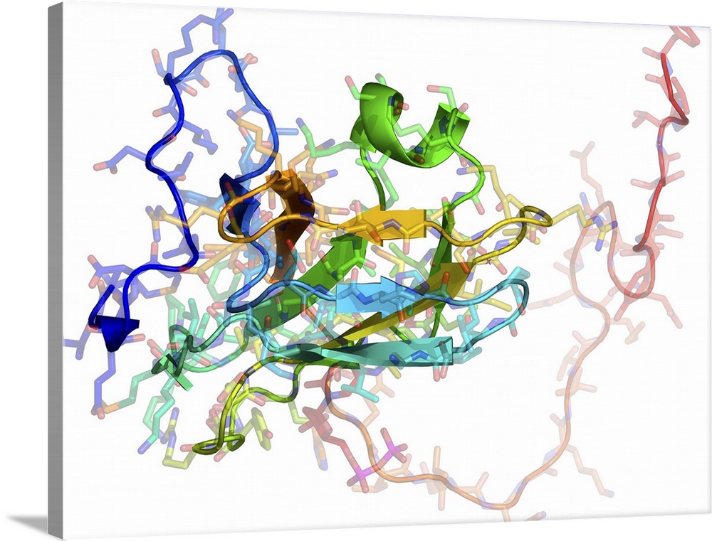 dUTPase enzyme. Molecular model of the enzyme dUTP pyrophosphatase (dUTPase) from the feline immunodeficiency virus (FIV)....
