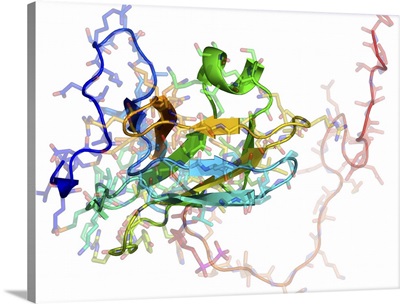 Viral dUTPase enzyme, molecular model