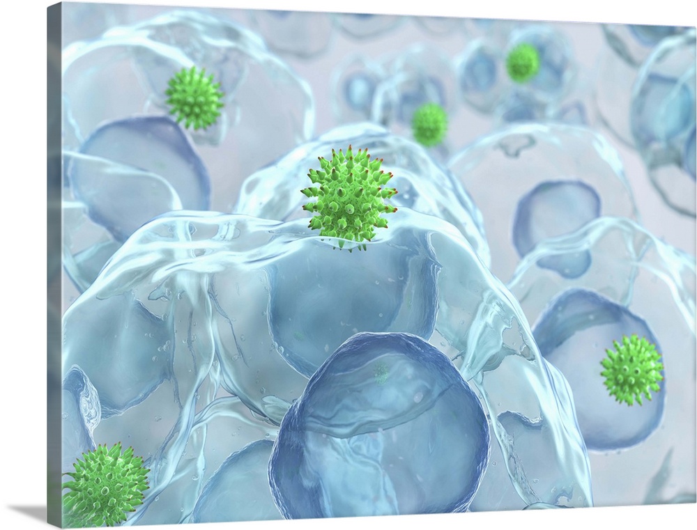 Virus particles (green) entering cells, computer artwork. The cell nuclei (dark blue) are also seen. The spikes on the vir...