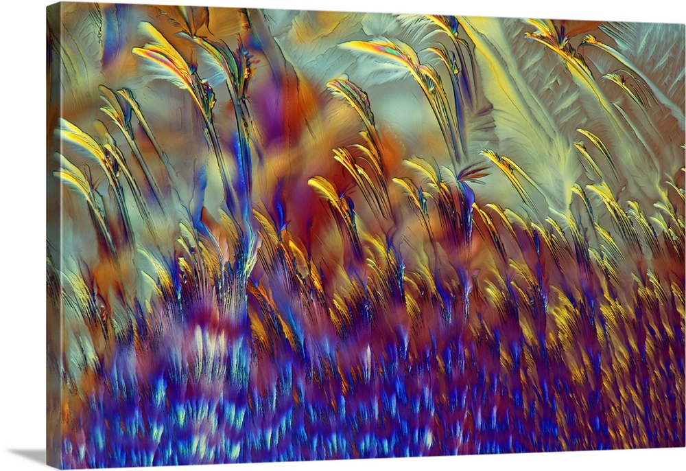 Vitamin C. Polarised light micrograph of a section through ascorbic acid (vitamin C) crystals. Ascorbic acid is a naturall...