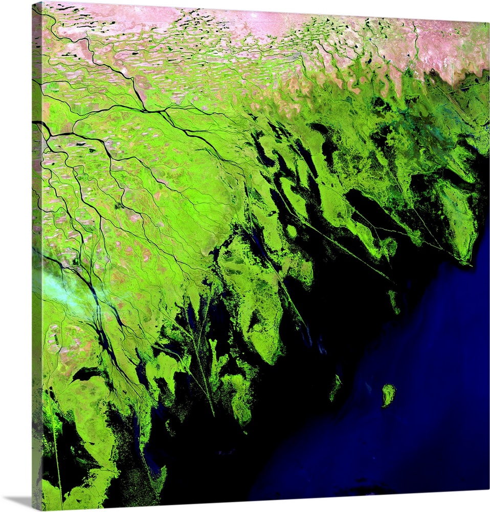 Volga Delta, satellite image. North is at top. Vegetation on delta sediment is green, water is black, and more barren area...
