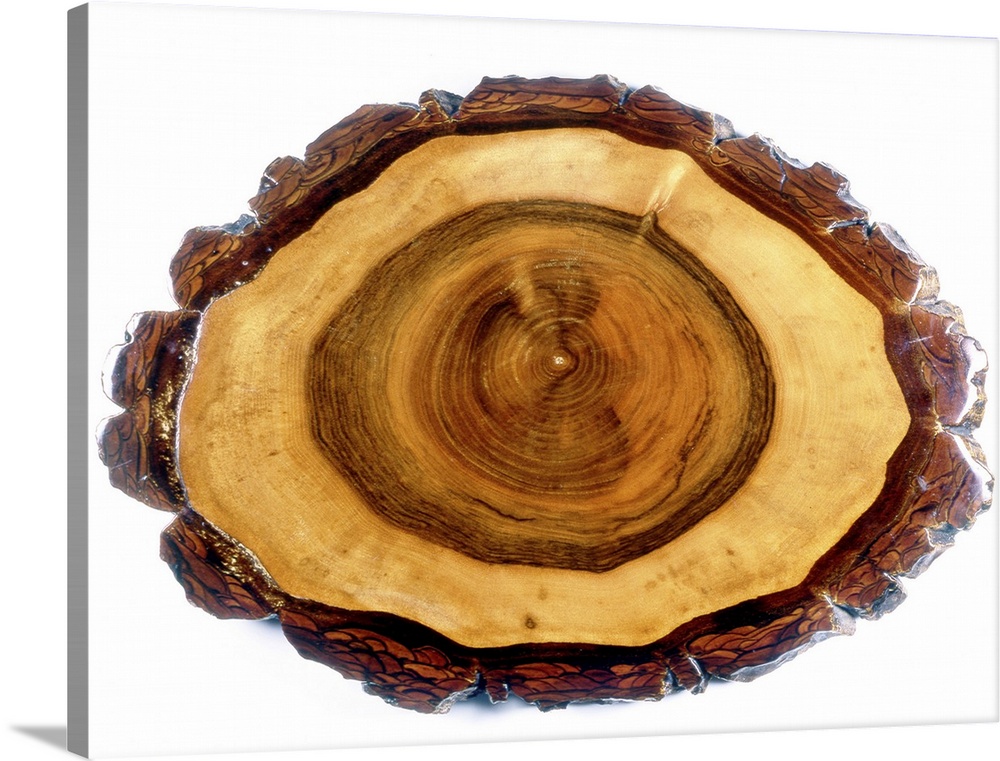 Walnut tree trunk. Cross-section of the trunk of a walnut tree (Juglans regia), showing its different rings. On the outsid...