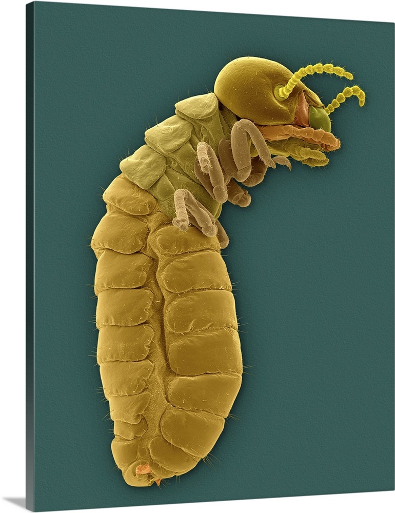 Coloured scanning electron micrograph (SEM) of Western drywood termite (Incisitermes minor). It is the most common structu...