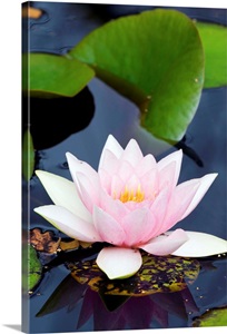 White water lily Wall Art, Canvas Prints, Framed Prints, Wall Peels ...