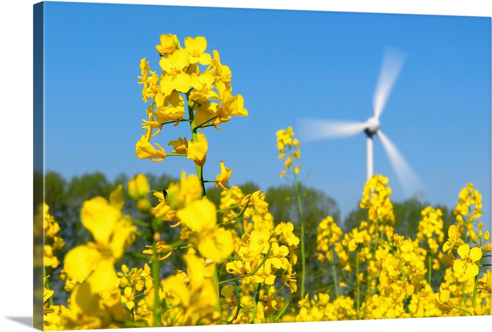 Wind turbine in a rape field. Wind power is a renewable and clean source of energy for electricity production. The wind tu...