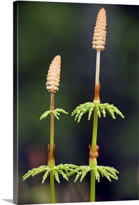 Wood horsetail (Equisetum sylvaticum)