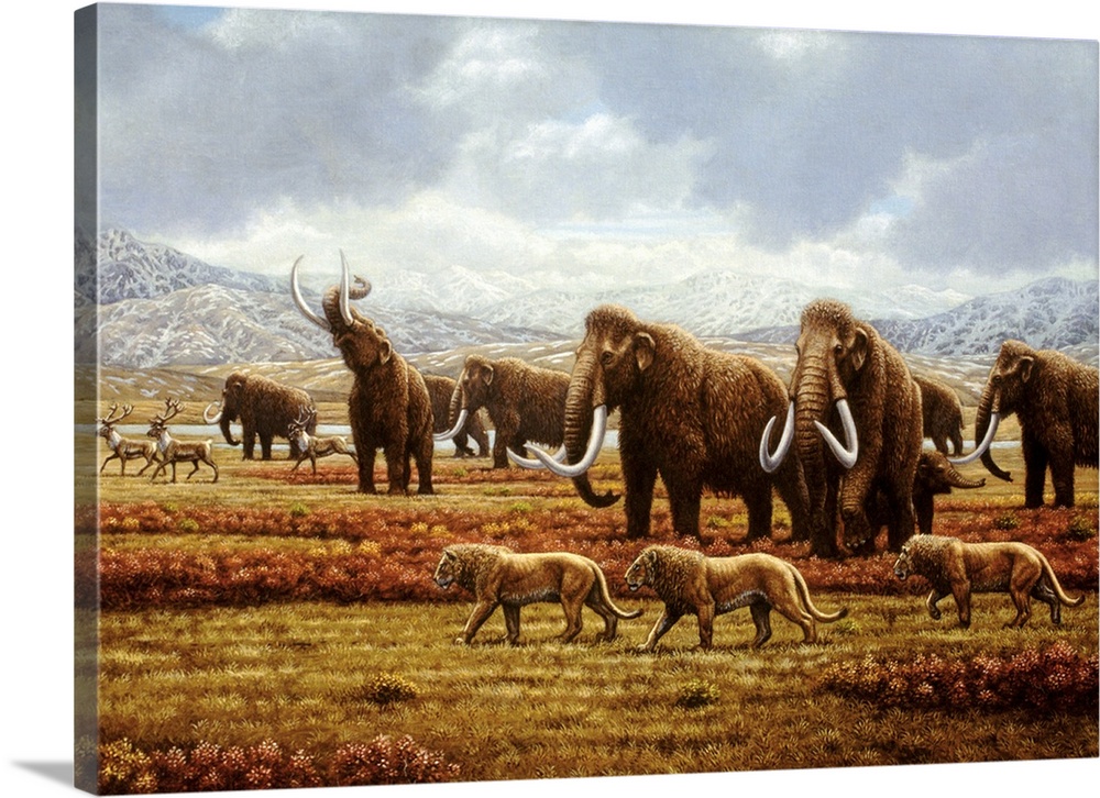 Woolly mammoths. Artist's impression of a herd of woolly mammoths (Mammuthus sp.) during the peak of the ice age, 70,000 t...