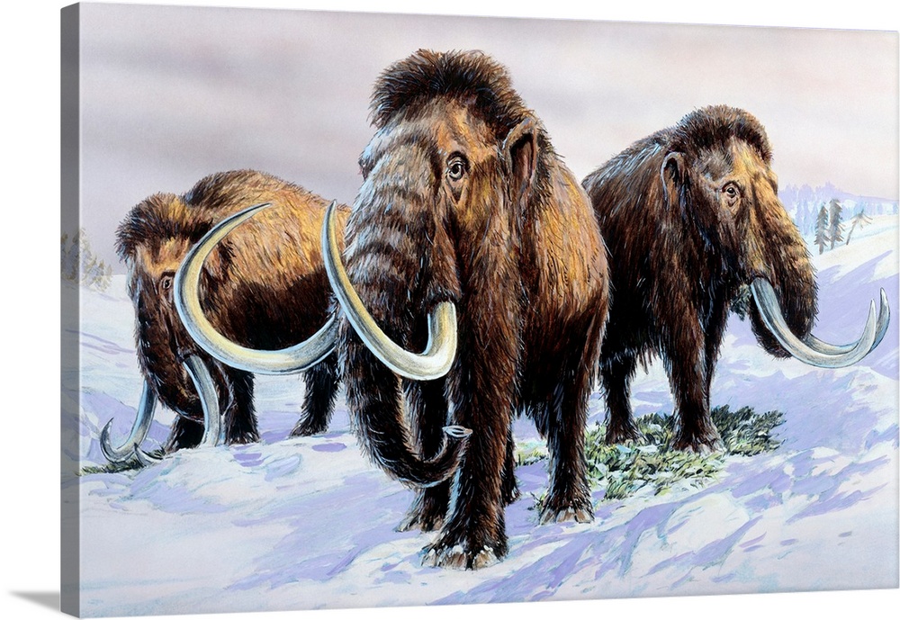 Woolly mammoths (Mammuthus primigenius) feeding on tundra vegetation, illustration. The woolly mammoth was one of the last...