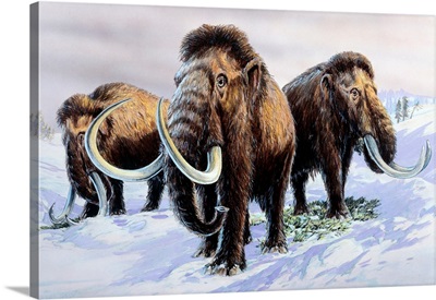 Woolly Mammoths, Illustration