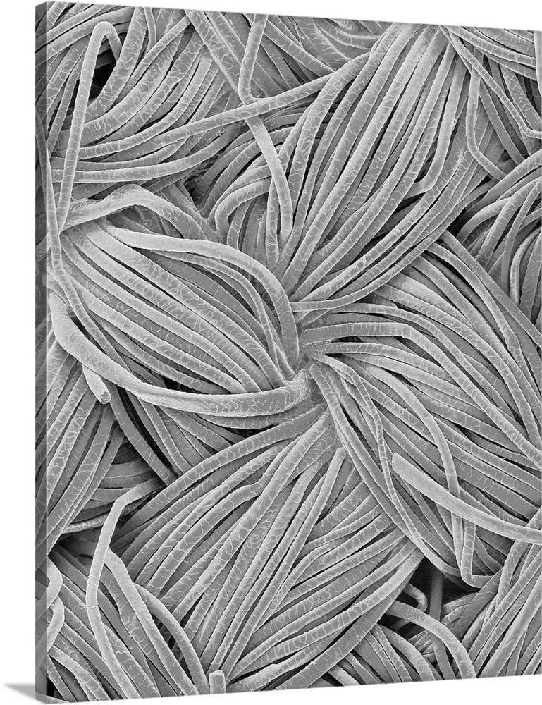 Scanning electron micrograph (SEM) of Woven wool fabric (herringbone pattern). Wool is the fibre derived from the fur of a...