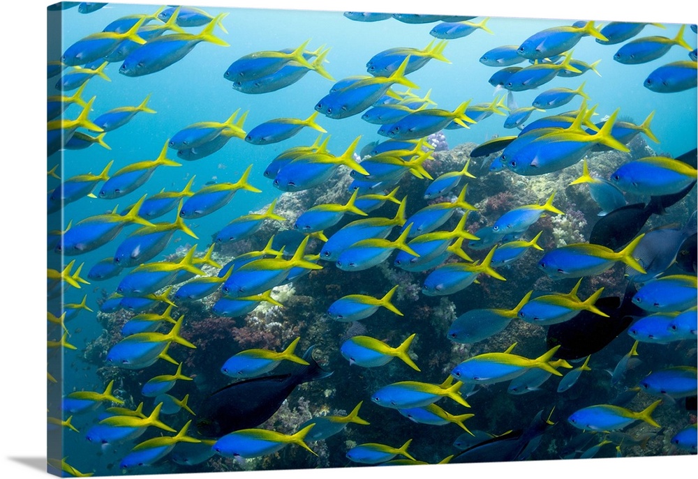 Yellow and blueback fusiliers (Caesio teres). School of yellow and blueback fusiliers over a coral reef. These colourful t...