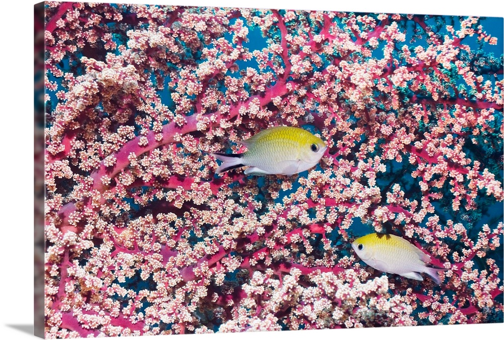 Yellow-axil chromis (Chromis xanthochira) fish amongst soft coral (Siphonogorgia sp.). Photographed in Rinca, Indonesia.