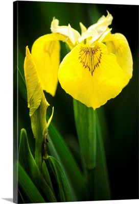 Yellow flag iris flowers (Iris sp.)
