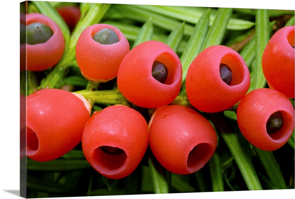 Yew tree berries (Taxus baccata). Photographed in autumn.