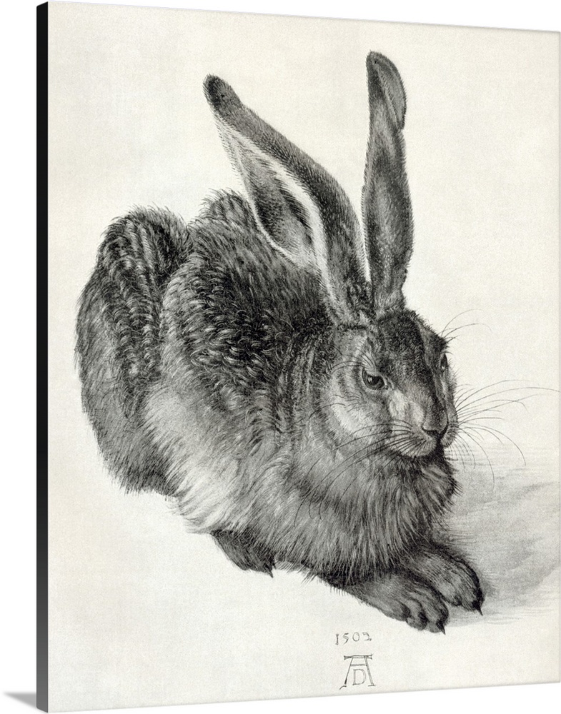 Durer's Young Hare. Sketch by the German artist Albrecht Durer (1471-1528) of a young hare (1502). Durer did much to intro...