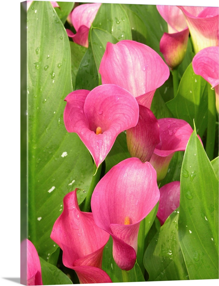 Calla lilies (Zantedeschia 'Captain Romance').