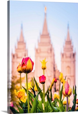 Salt Lake City, Tulips and the Temple, Utah