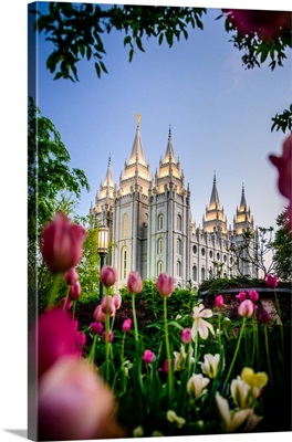 Salt Lake Temple with Tulips, Salt Lake City, Utah