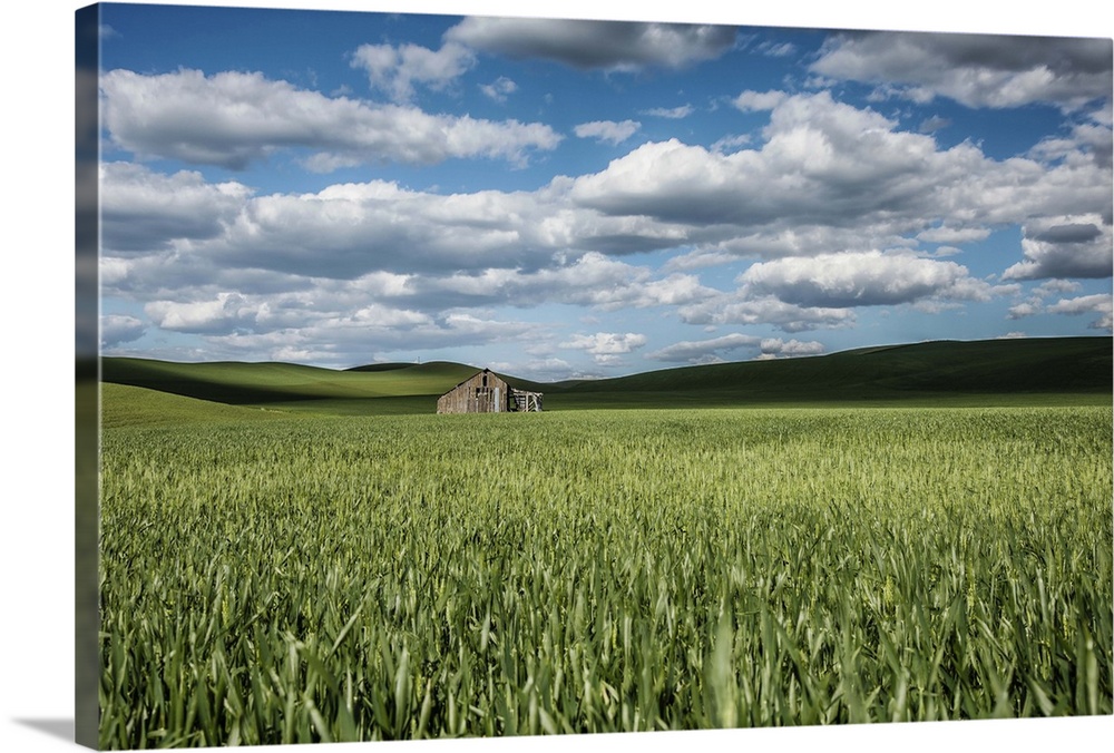 Abandoned old barn in the green wheat fields of the Palouse, Washington