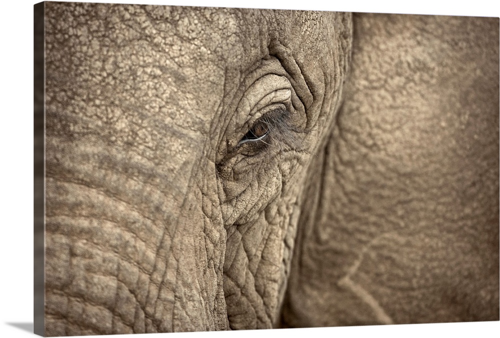 Giant photograph focuses on the left side of a heavy plant-eating mammal's roughly textured face.  Other features of this ...