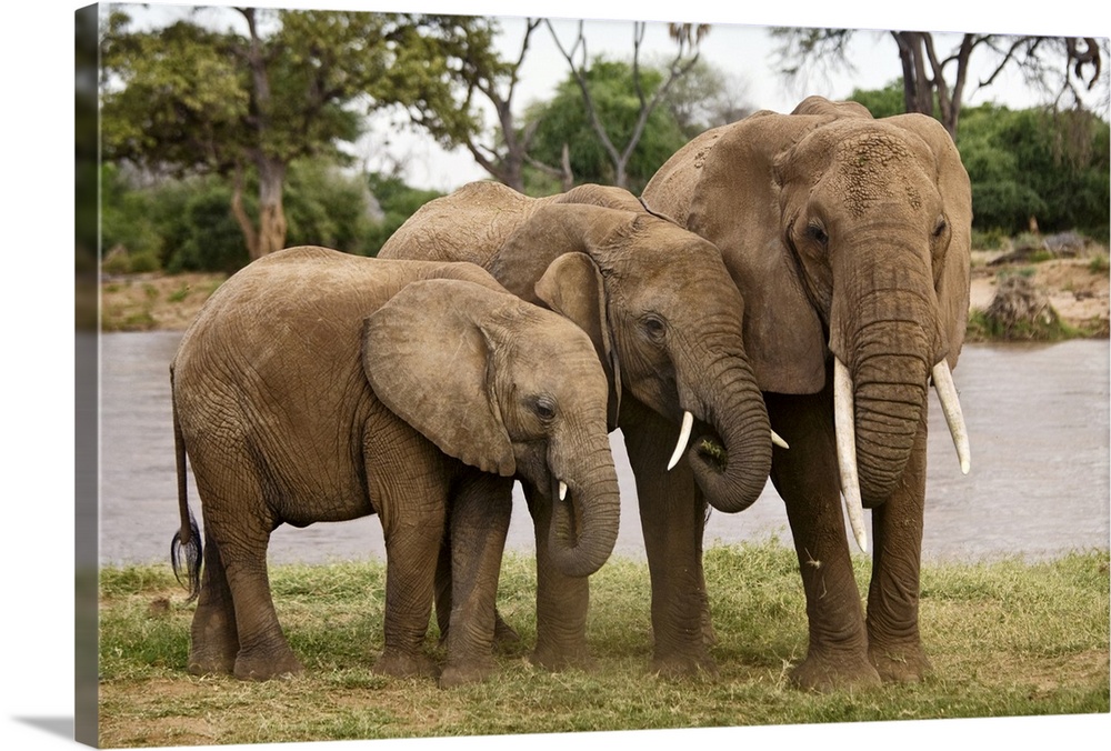 Wildlife photograph of three elephants standing close together on the African plains.