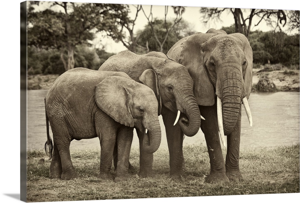 Large monochromatic photograph showcases a group of three heavy plant-eating mammals displaying their trunks, long curved ...