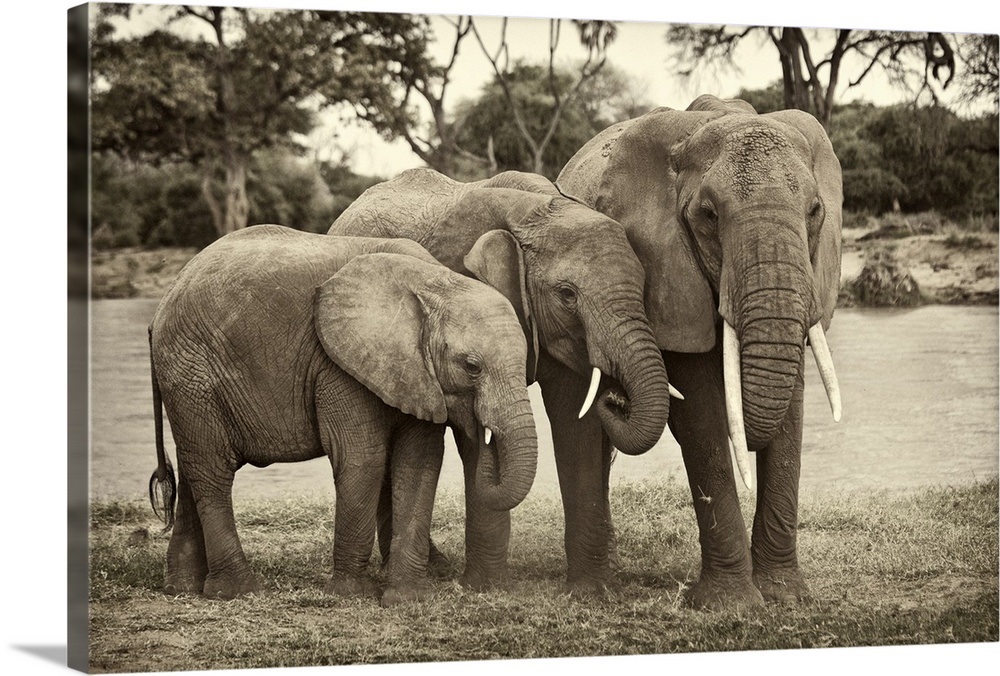 African Elephant Family Wall Art, Canvas Prints, Framed Prints, Wall