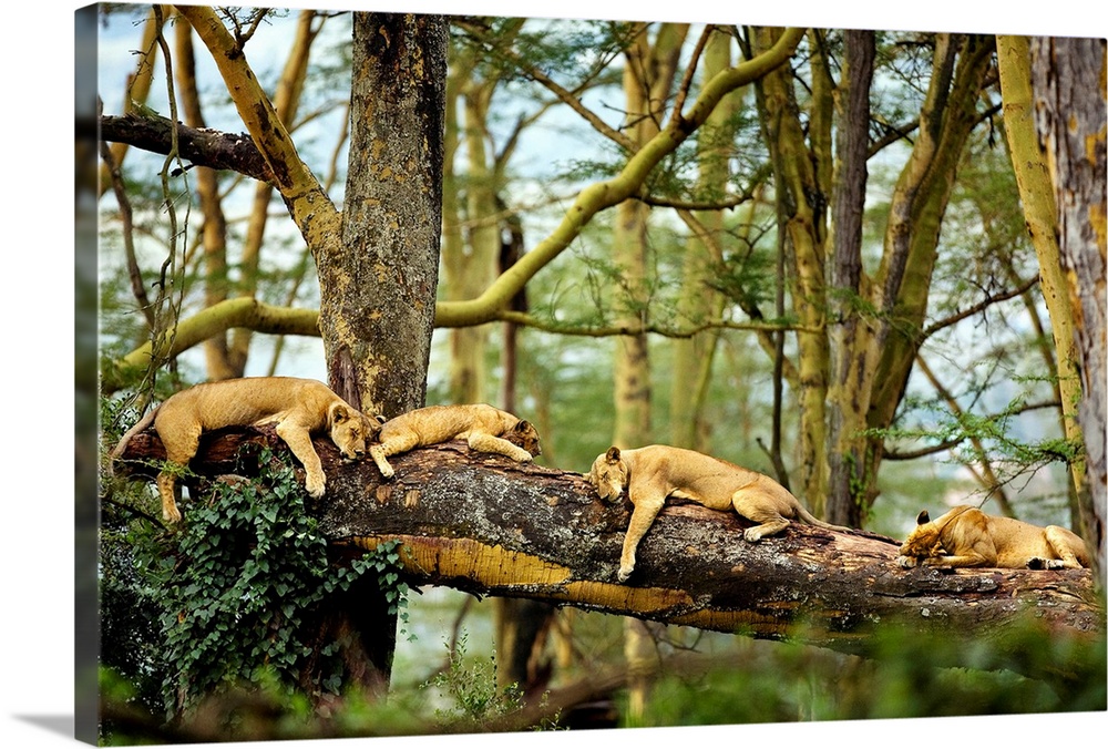 A horizontal photograph of four big cats sleeping on a fallen log in the forest that is perfect for a bedroom or wildlife ...