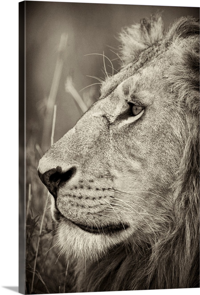 A large vertical black and white photograph of a proud adult male lion with a mane staring off into the distance.