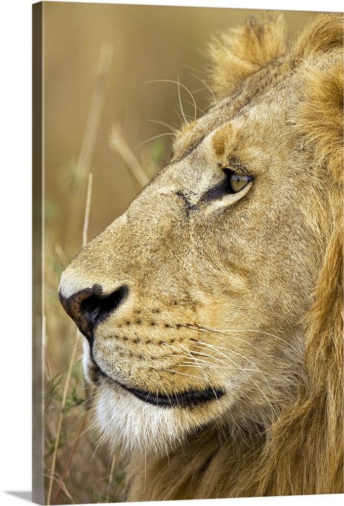 African Lion Majesty Wall Art, Canvas Prints, Framed Prints, Wall Peels  Great Big Canvas