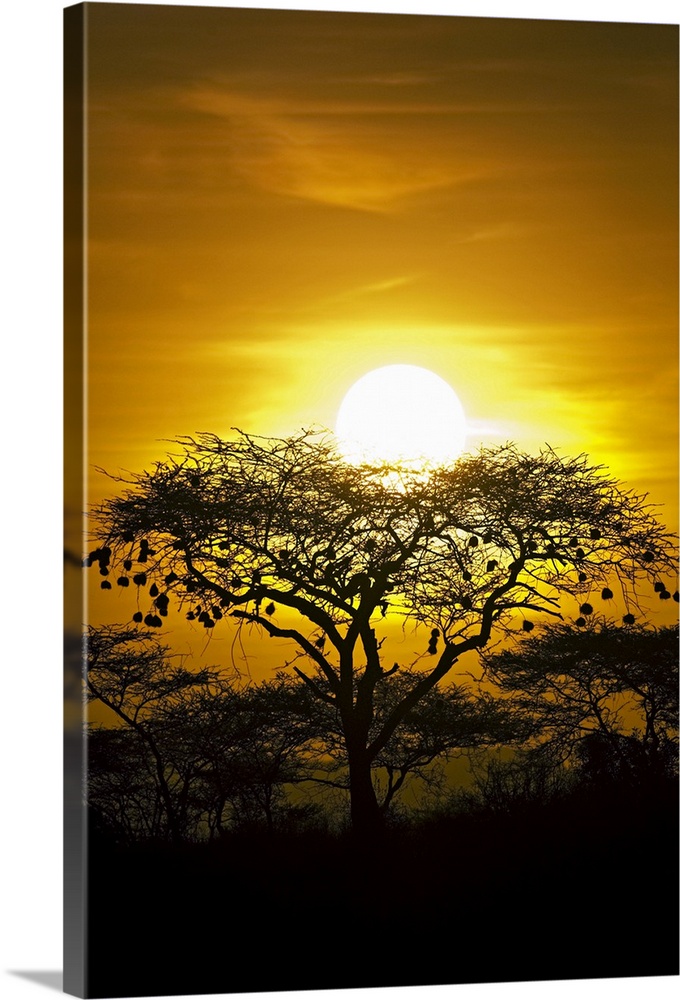 Portrait photograph on a big canvas of a bright, golden sunset in Africa. The sun sits directly behind and above a tree, s...