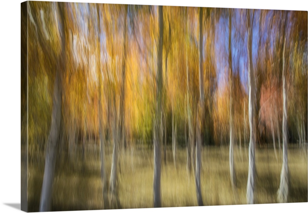 Aspen trees and fall color foliage with camera blur movement