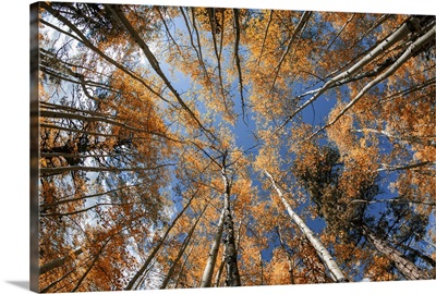 Aspen trees with fall color in Flagsaff, Arizona