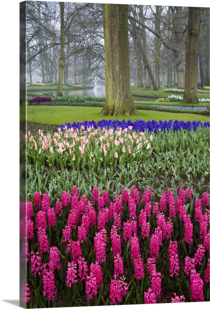 Beautiful gardens of Keukenhof, Amsterdam, Holland