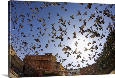 Birds in flight, Rajistan, India