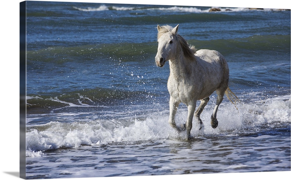 Camargue Horse running on the beach, South of France, France