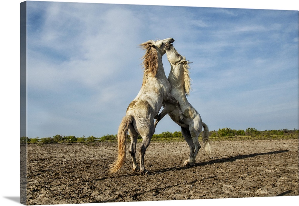 Rearing white Camargue stallions in the south of France.