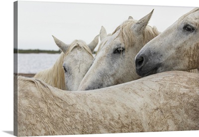 Camargue Horses