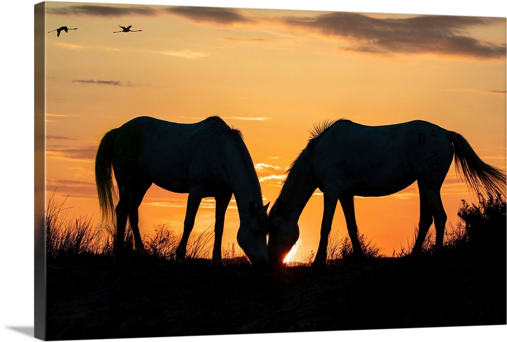 The white horses of the Camargue in the south of France.