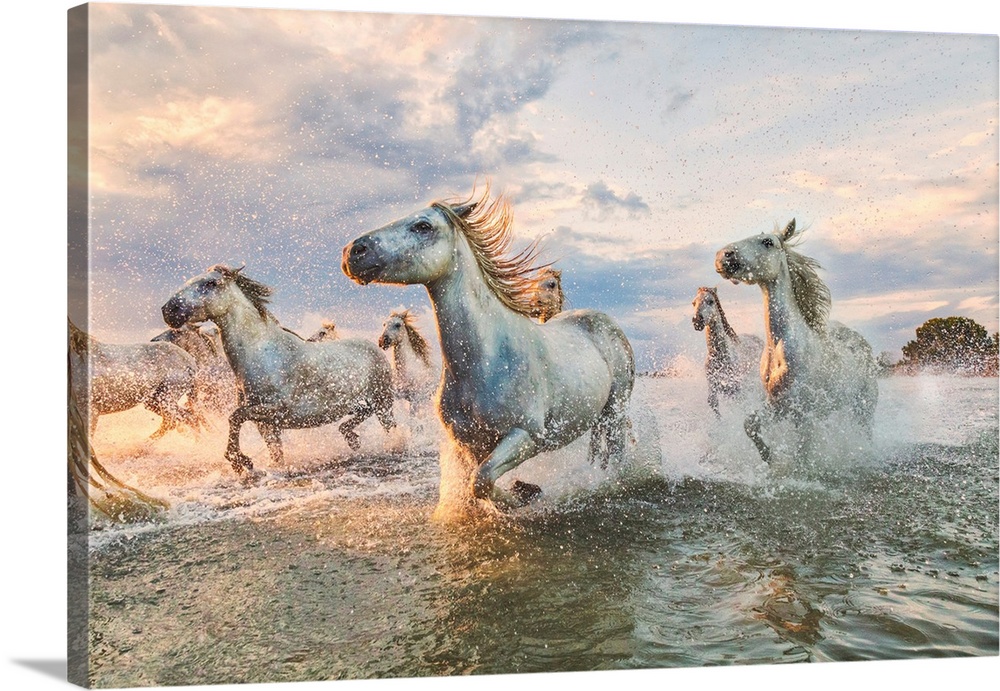 The white horses of the Camargue running on the beach in the south of France.