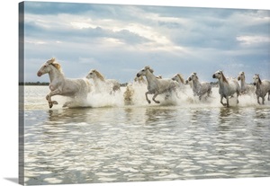 Camargue Horses image thumbnail
