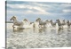 image thumbnail of The white horses of the Camargue running on the beach in the south of France.