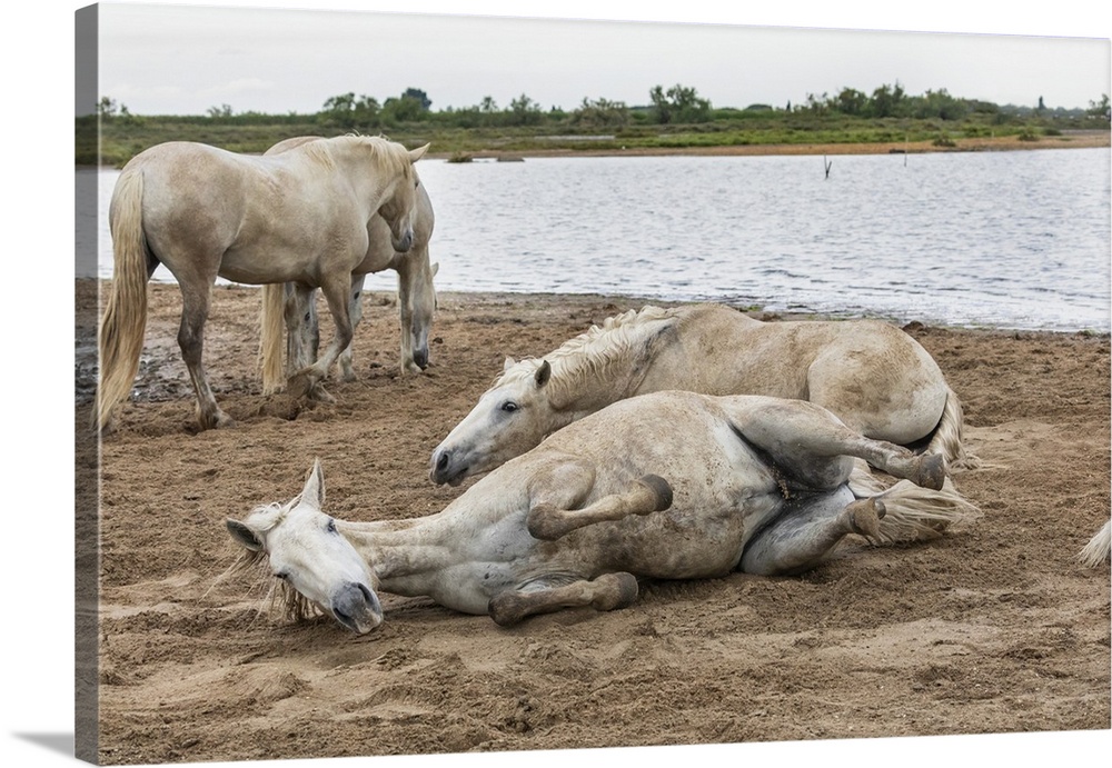 The white horses of the Camargue rolling in the dirt.